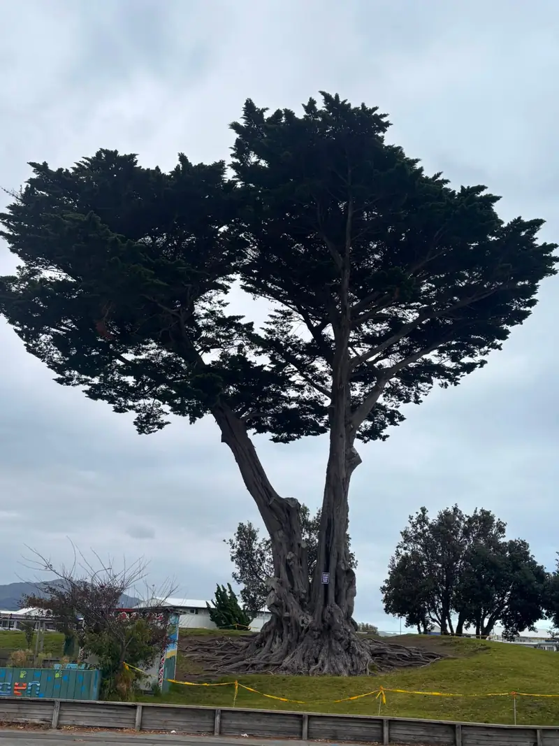 Tree Assessment