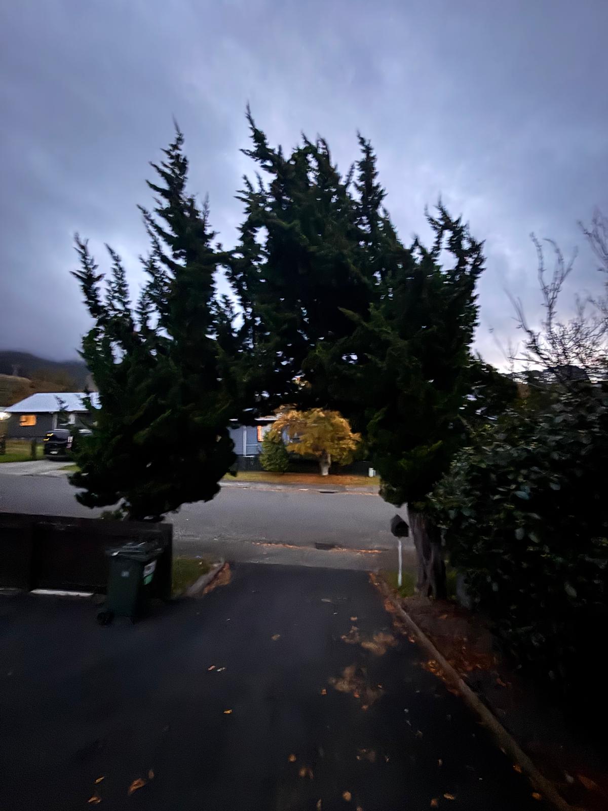 Cypress pair · driveway view