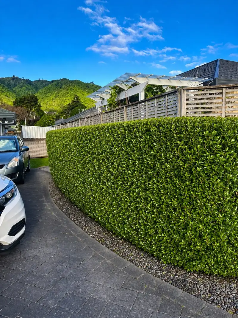Hedge Trimming