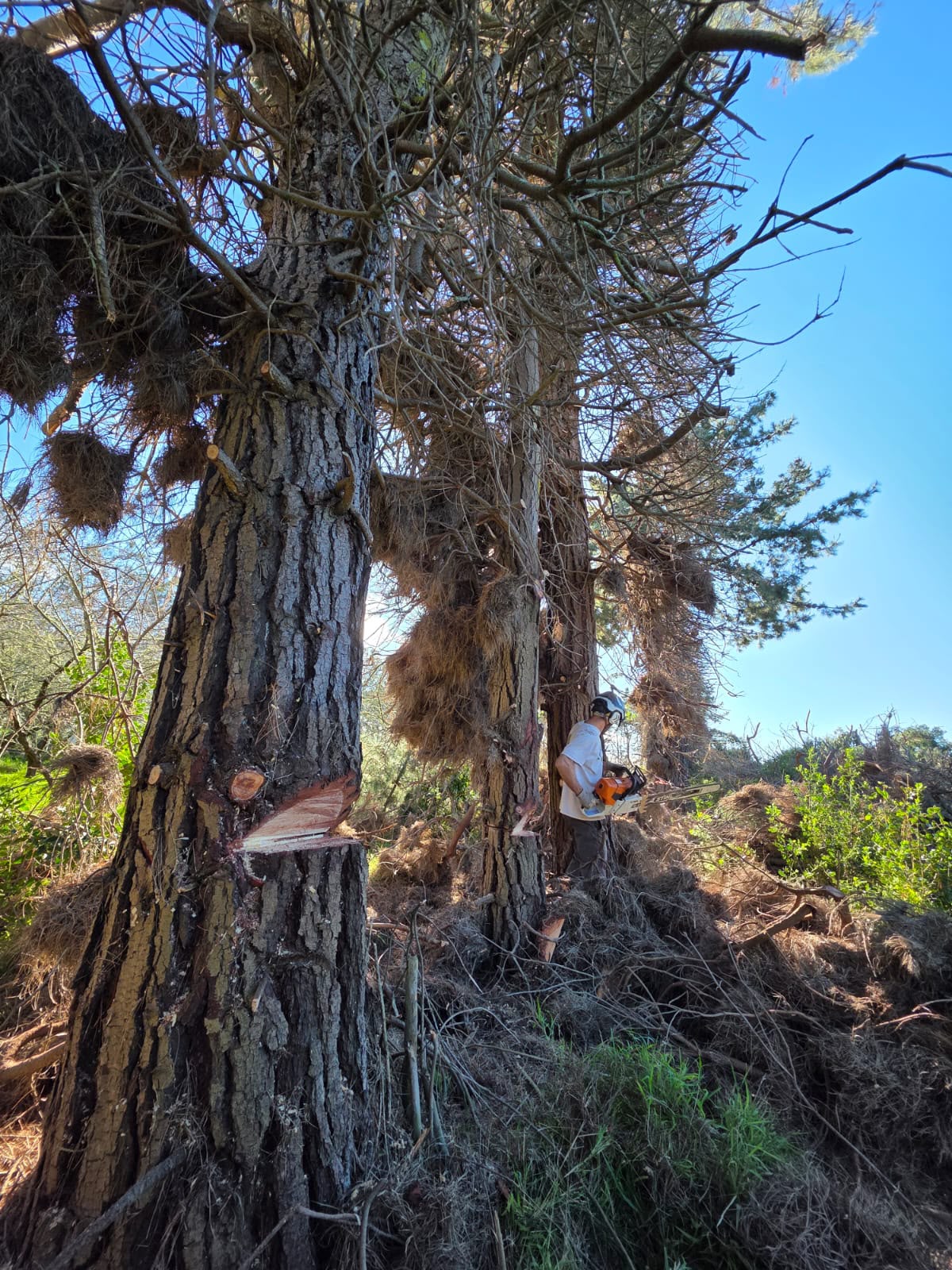 Pine notch cut