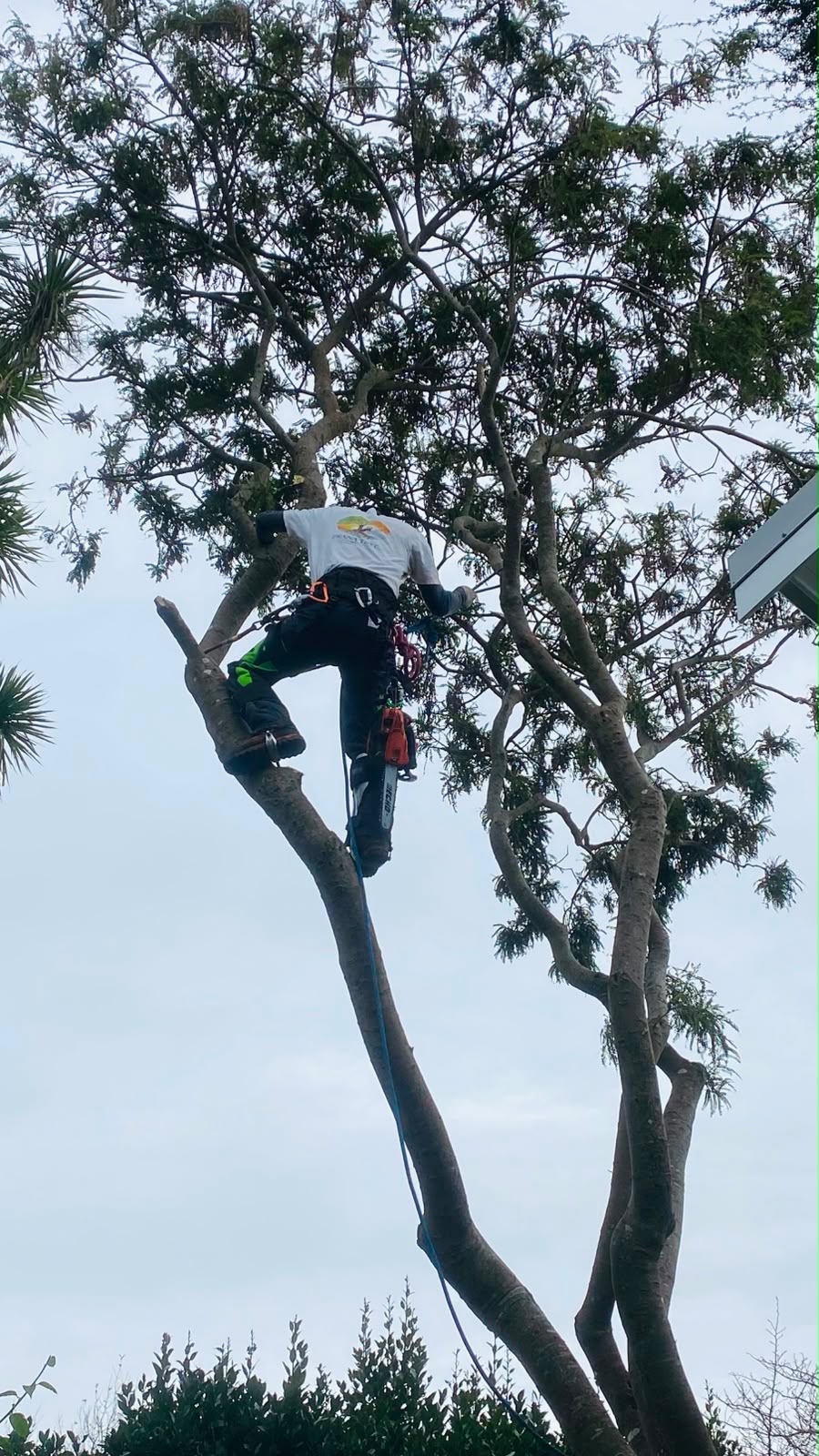 Climber · cordyline canopy