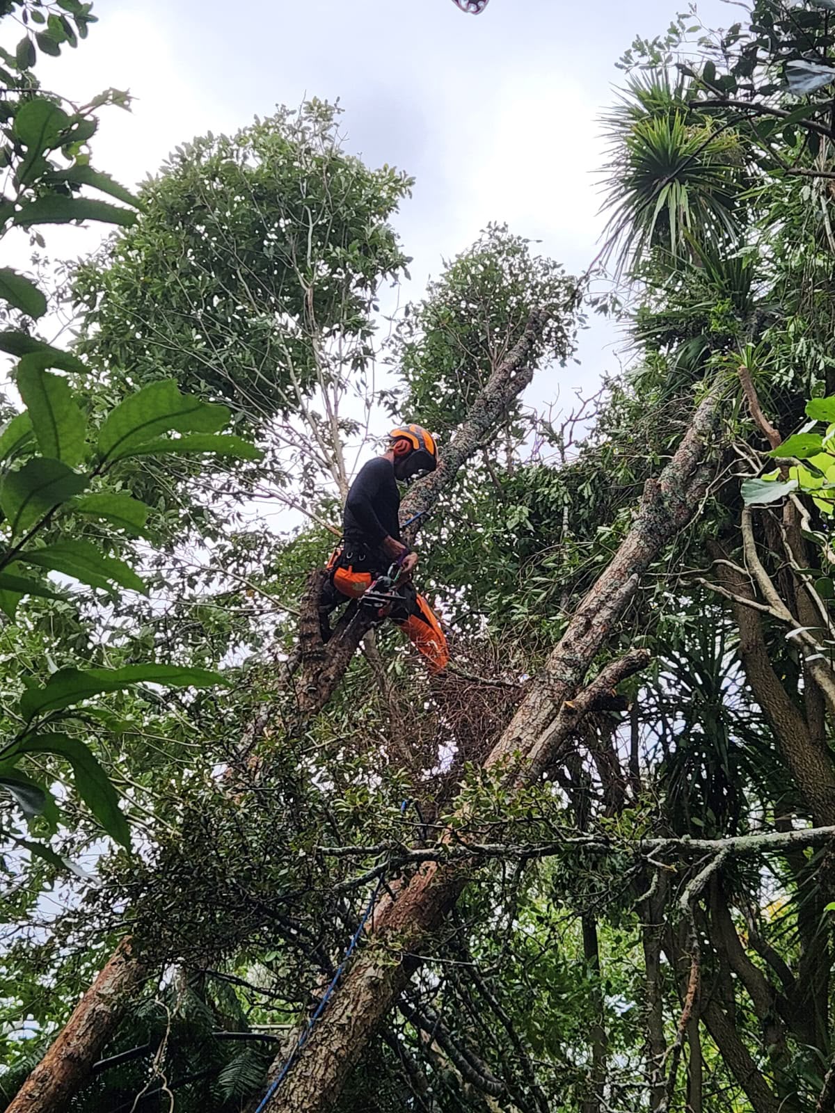 Tree Pruning & Trimming