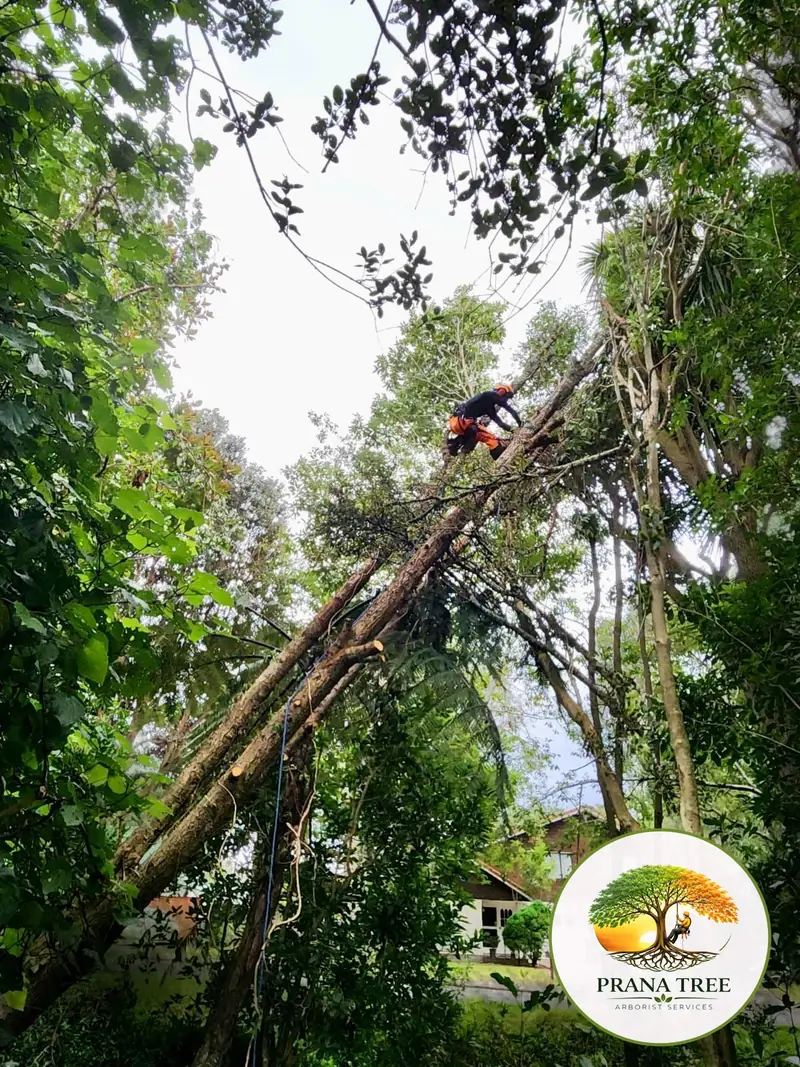 Tree Removal & Dismantling