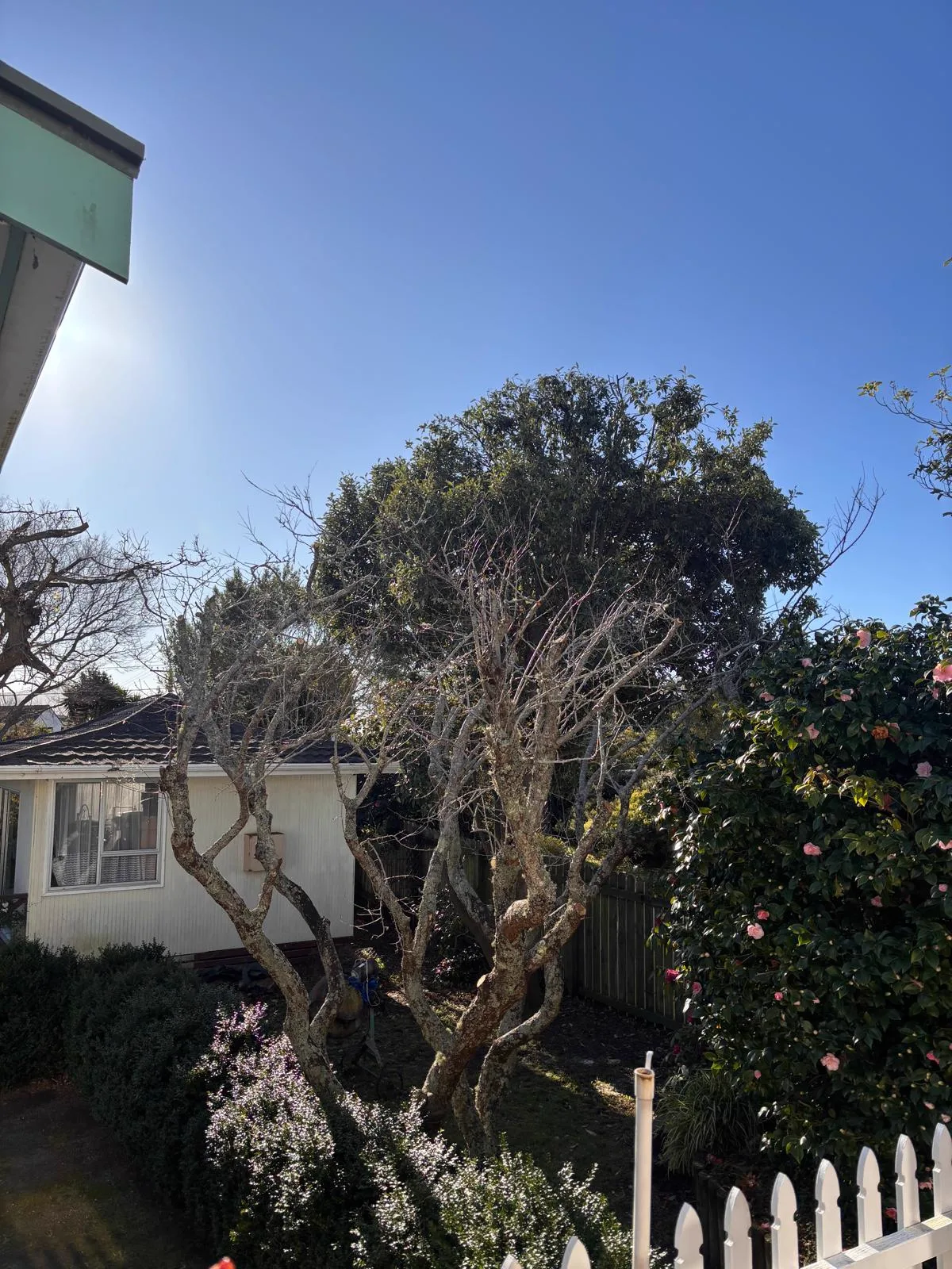 Garden tree beside the house
