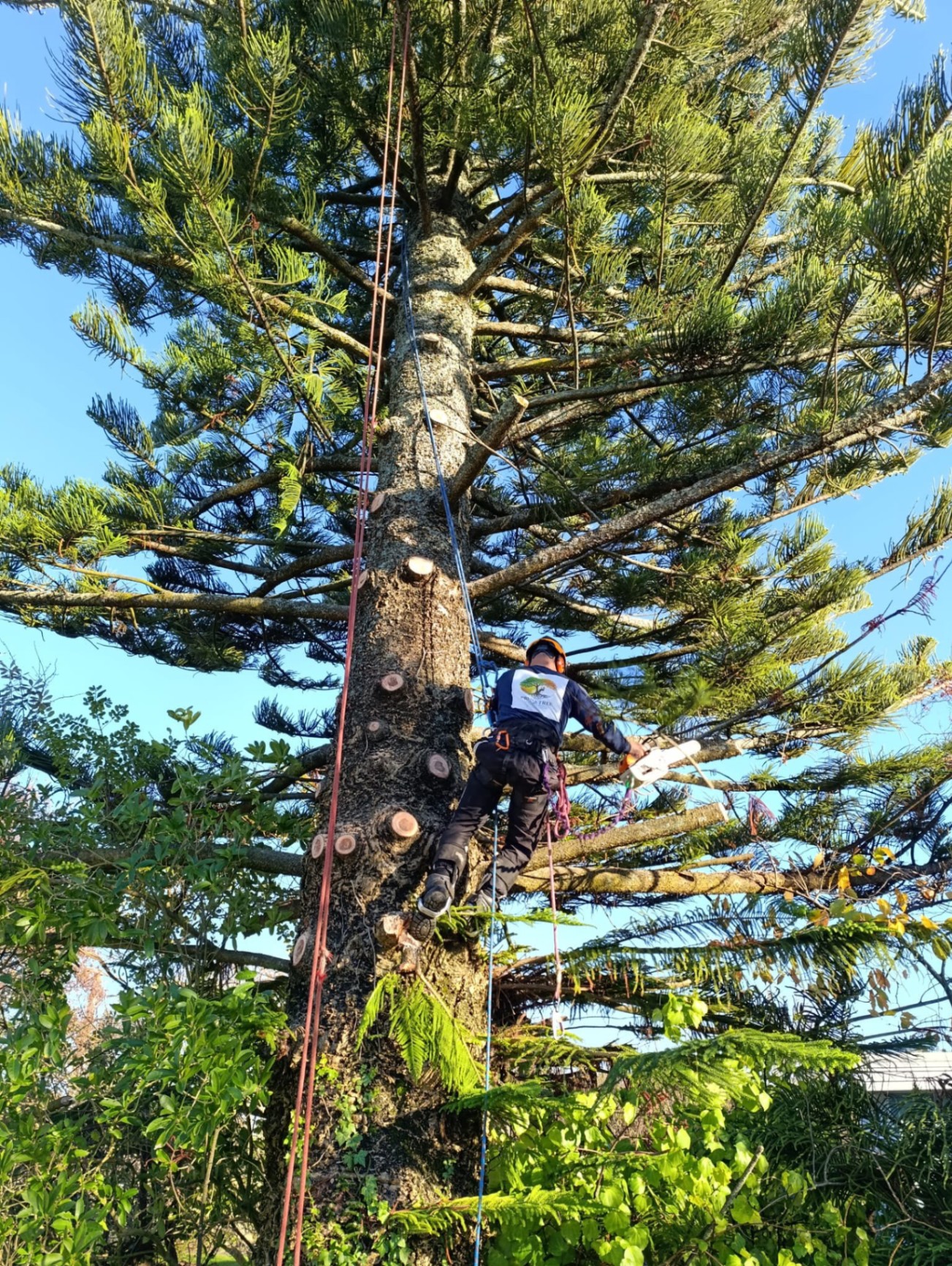 Norfolk pine climb