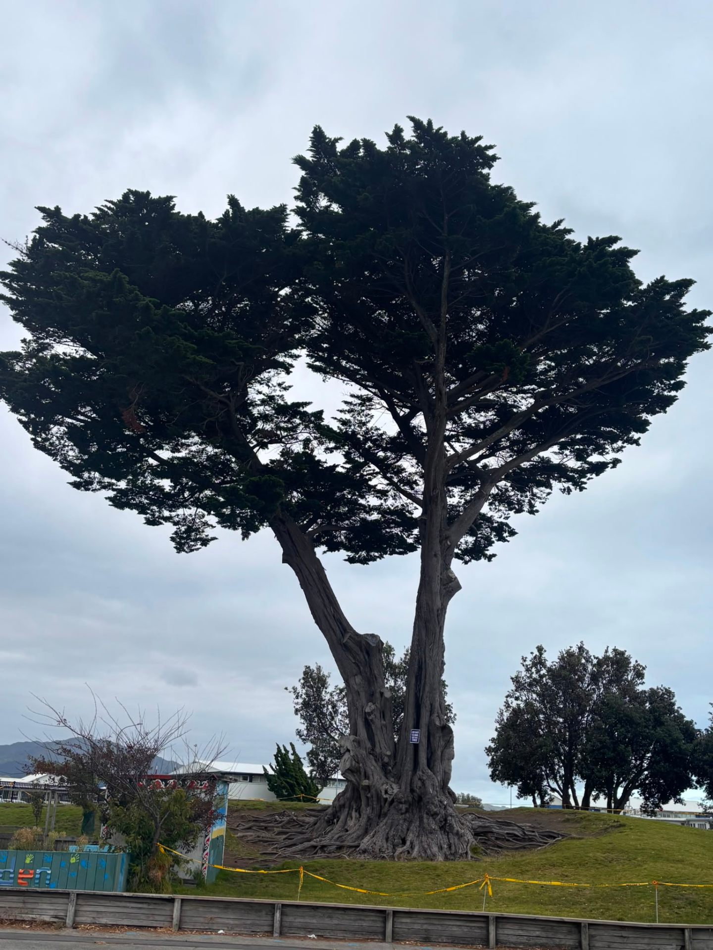 Tree Assessment