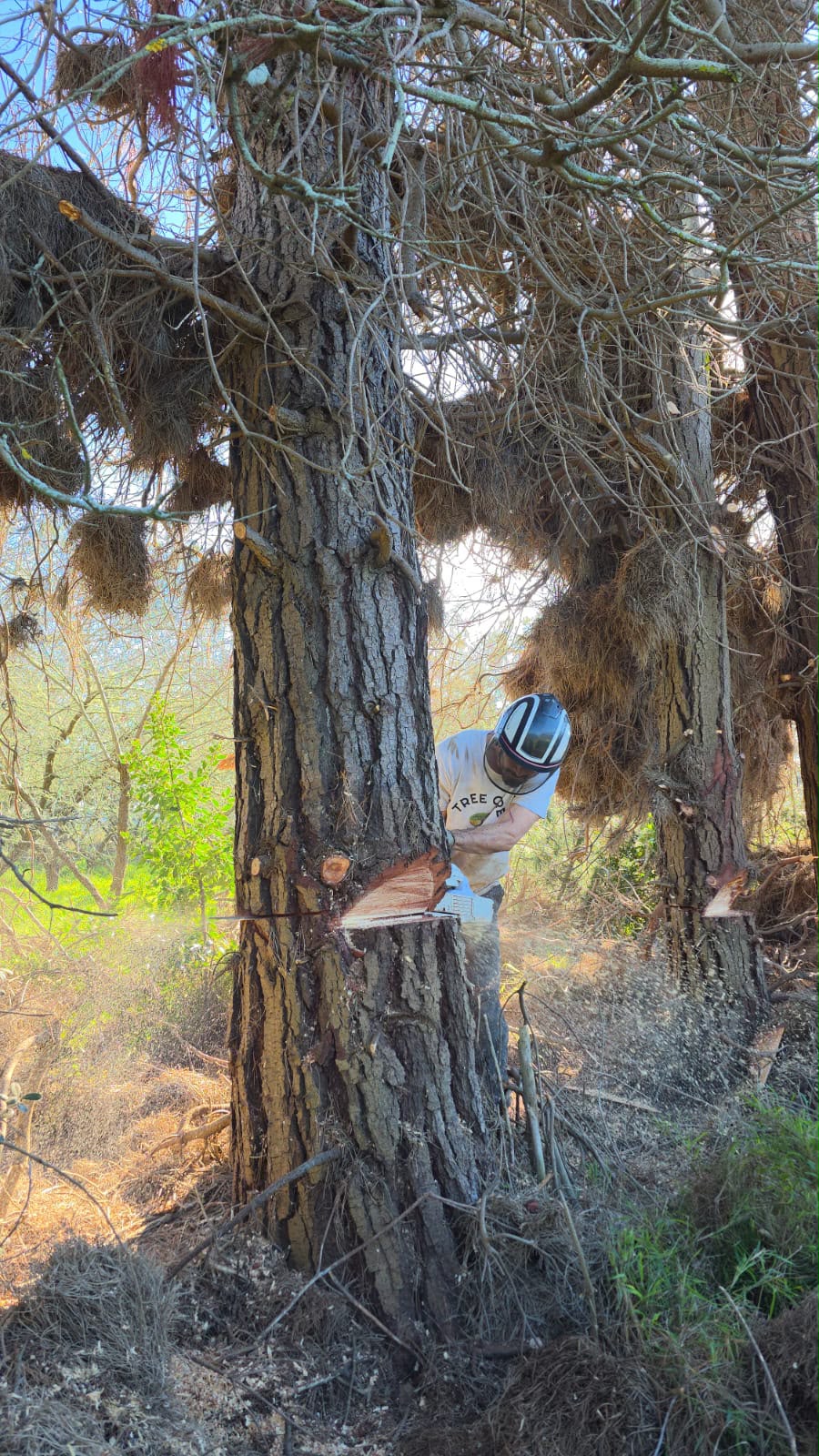 Tree Felling