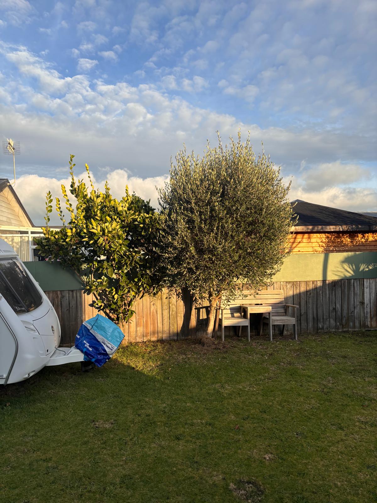 Olive tree · backyard shape