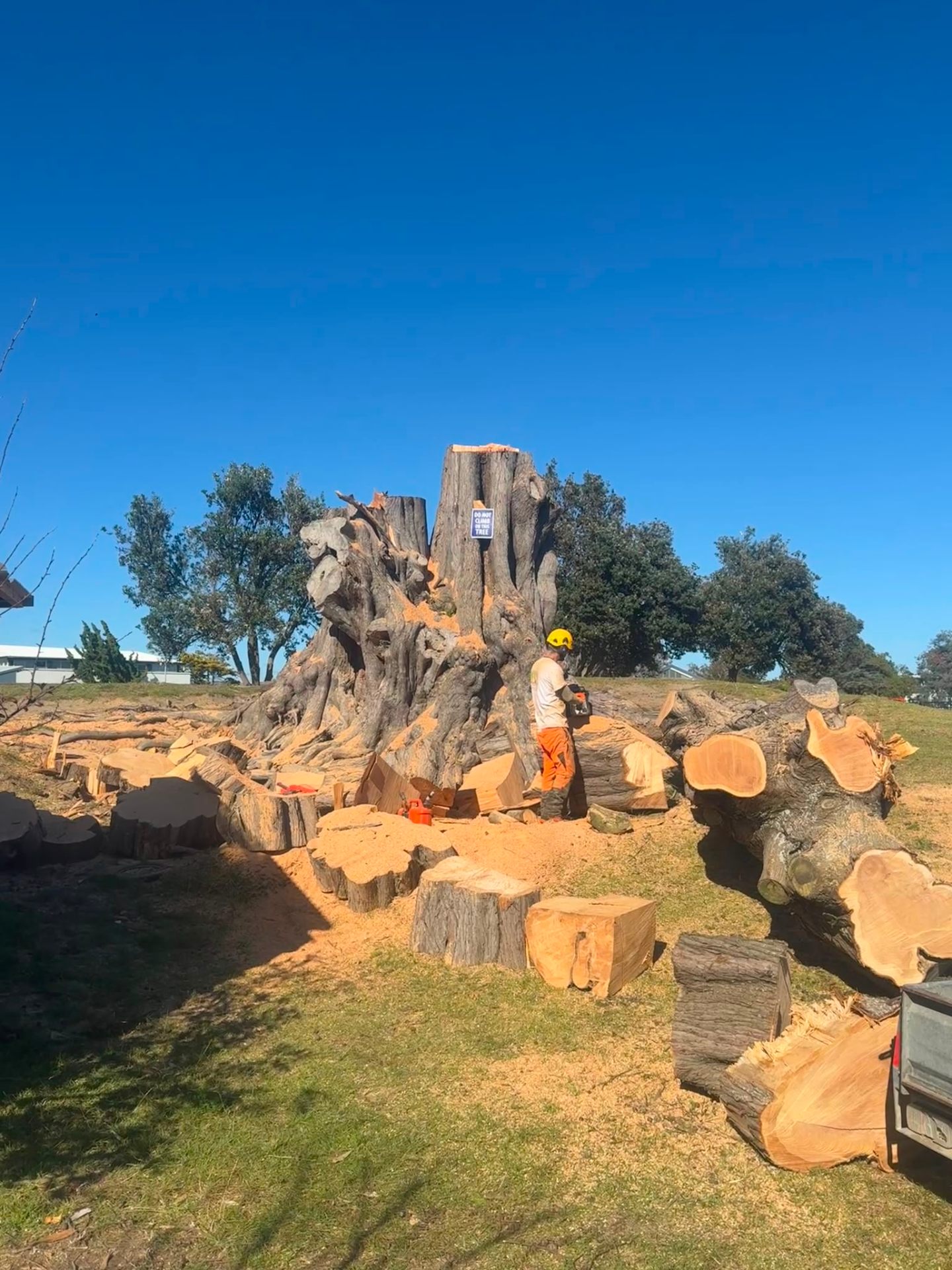 Large stump breakdown