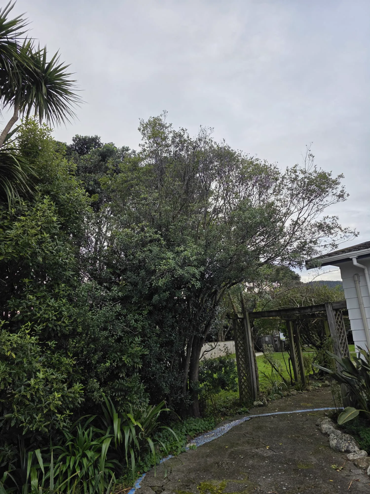 Overgrown canopy along the pathway