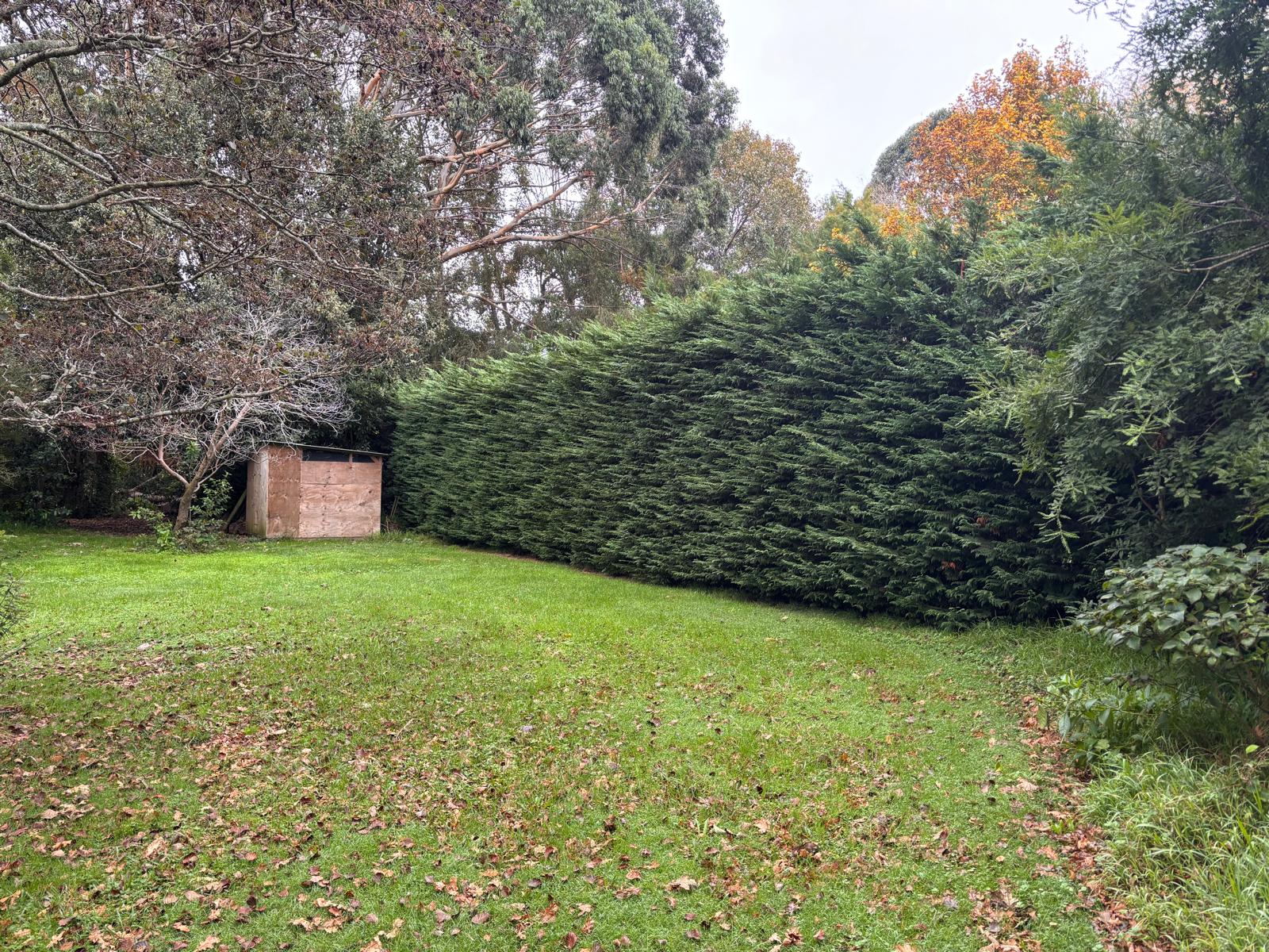 Hedge · before trim