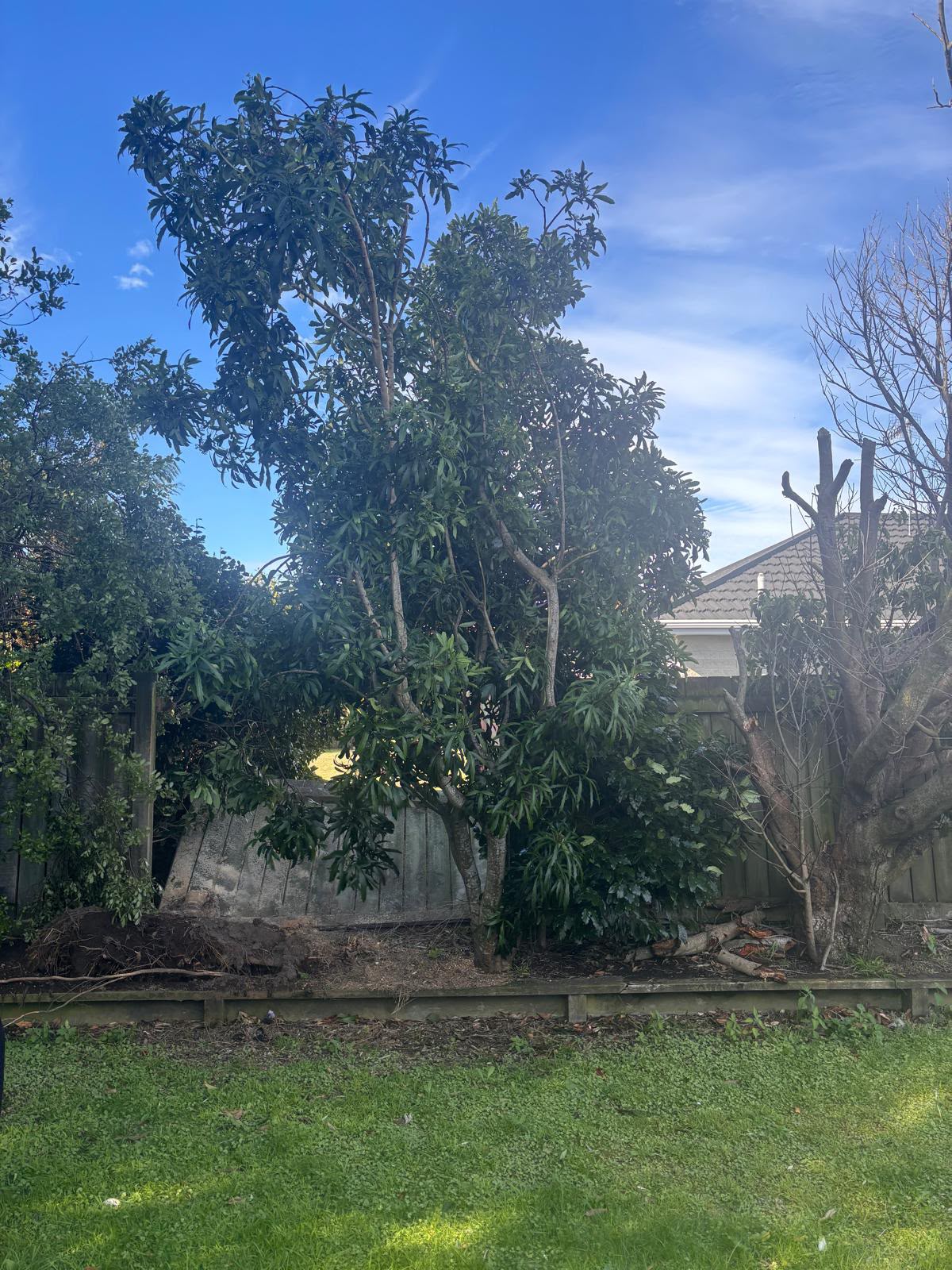 Backyard clearance