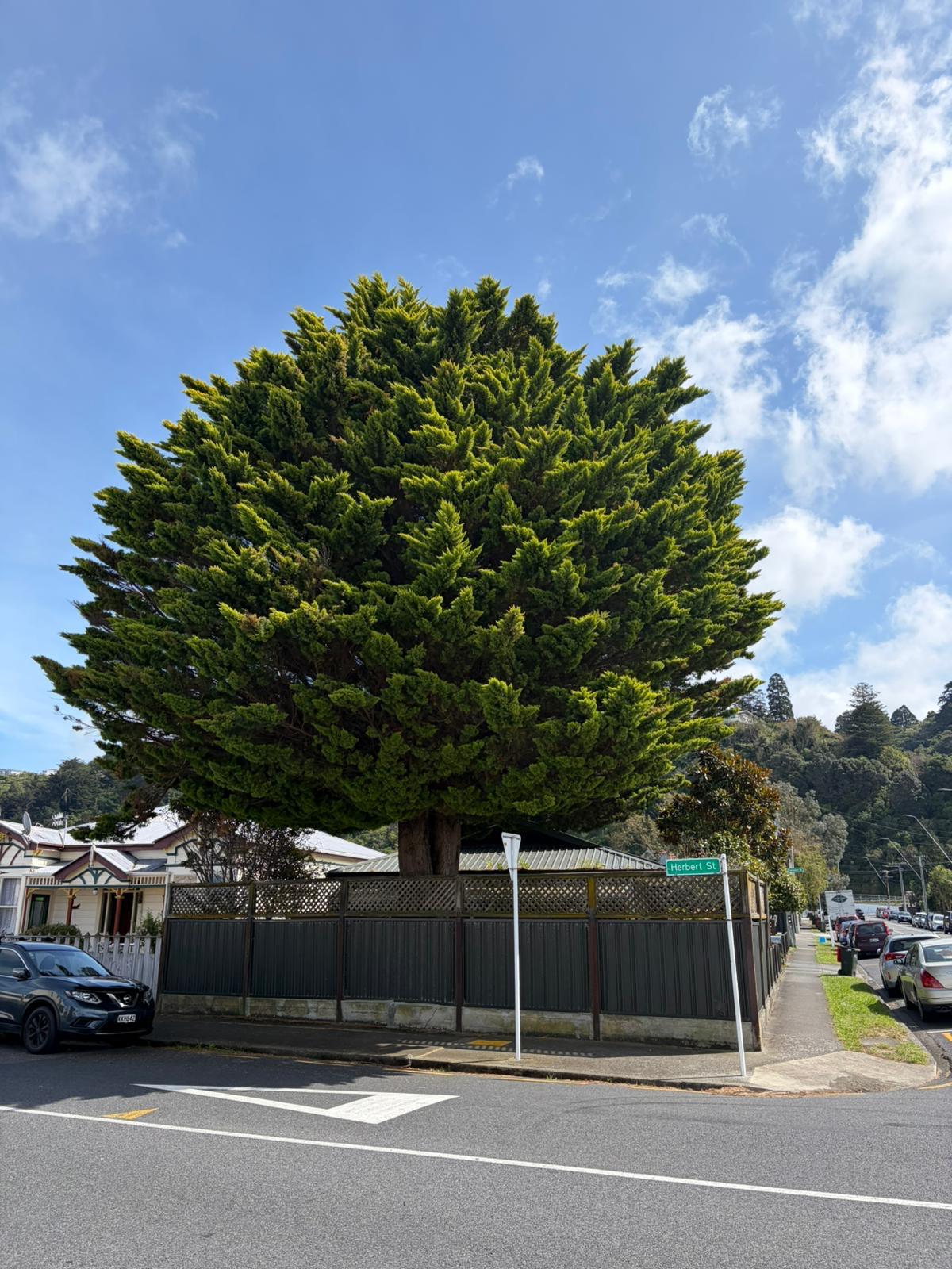 Macrocarpa · before
