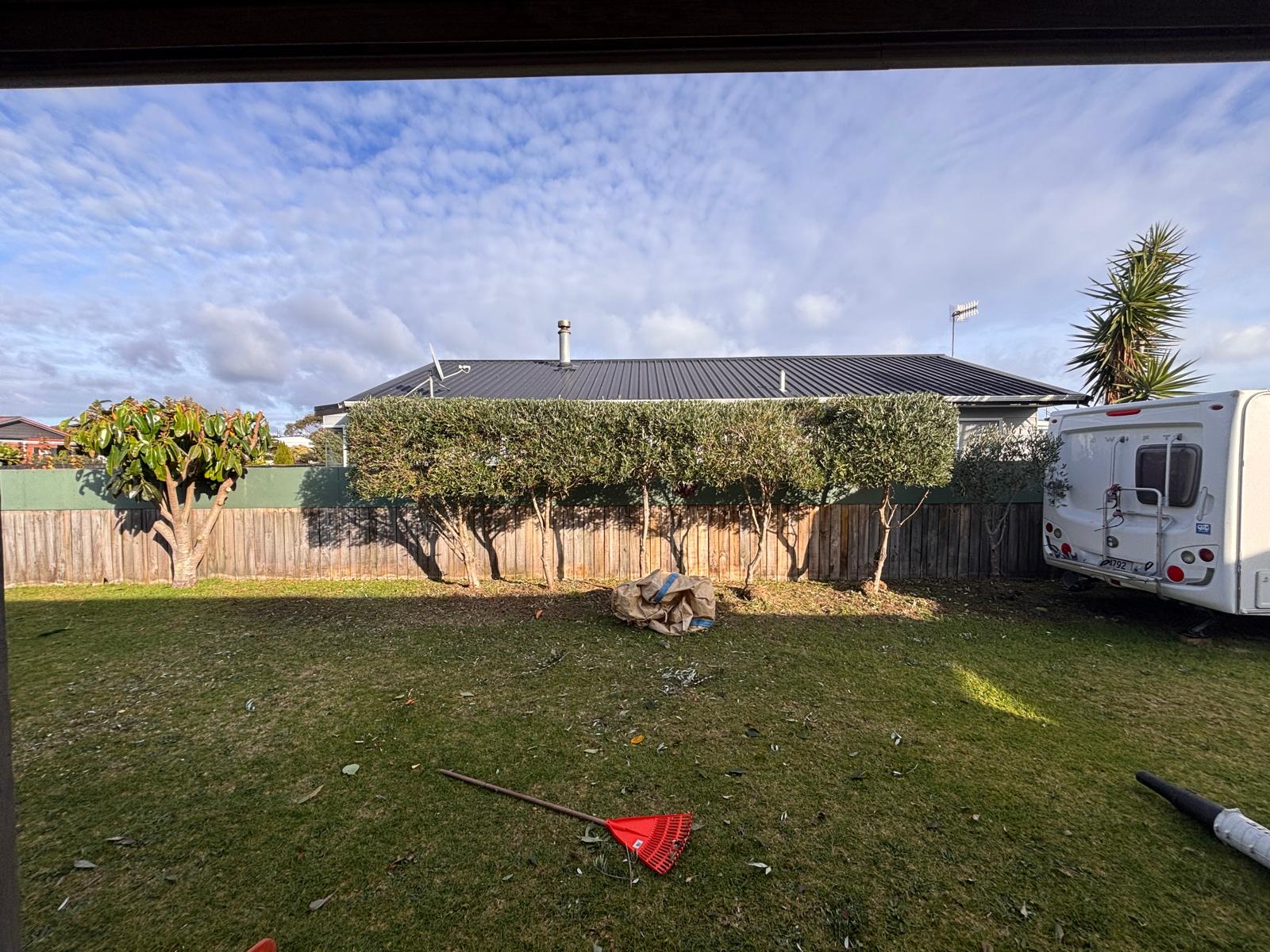 Olive hedge trim · Kapiti