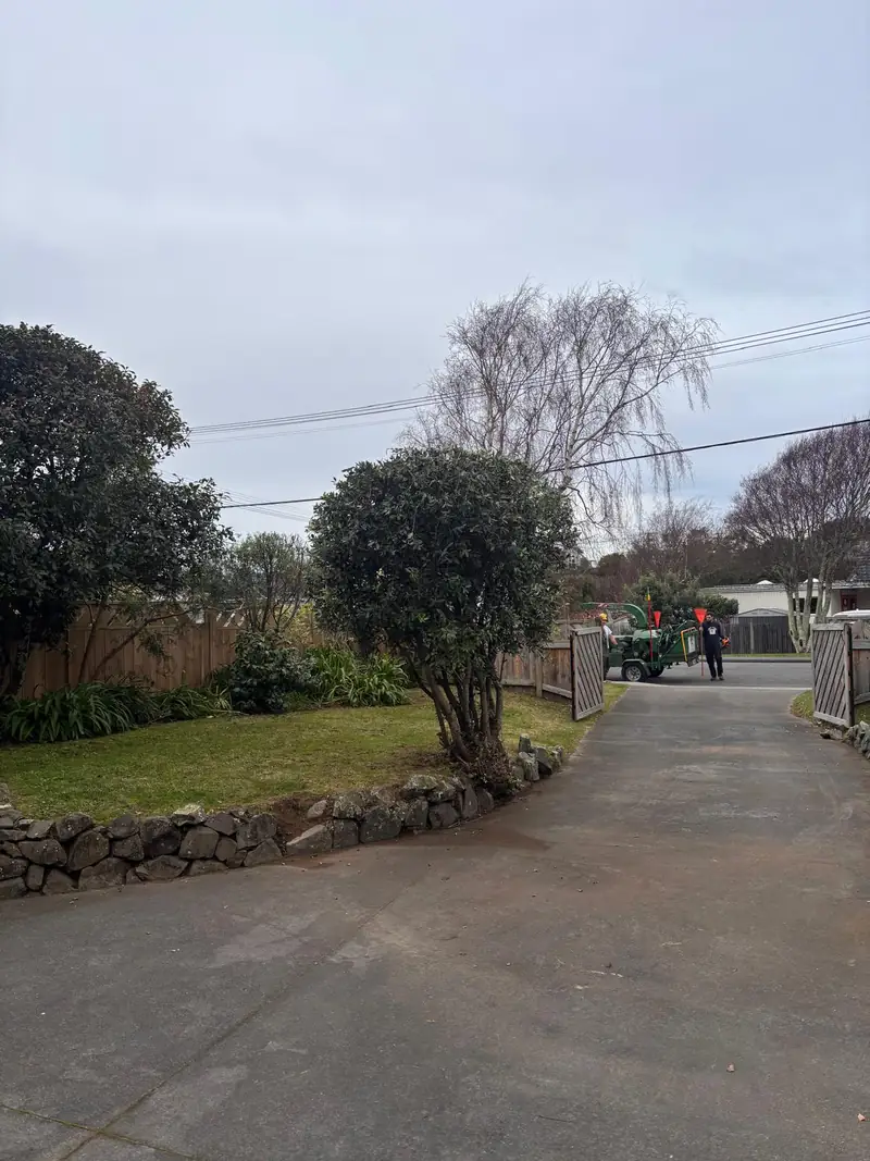 Arborist Consultation