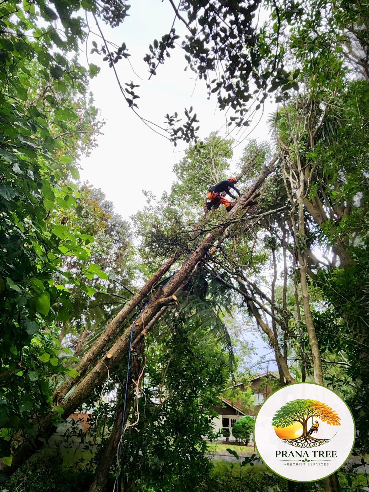 Tree Removal & Dismantling