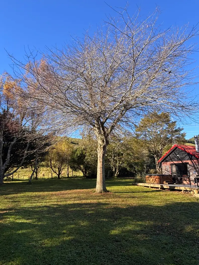 Tree Care & Health