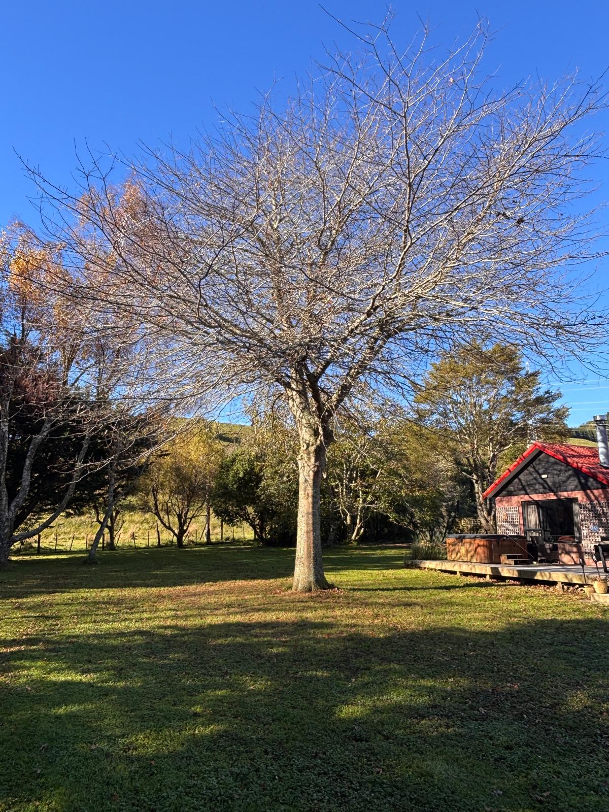Tree Care & Health