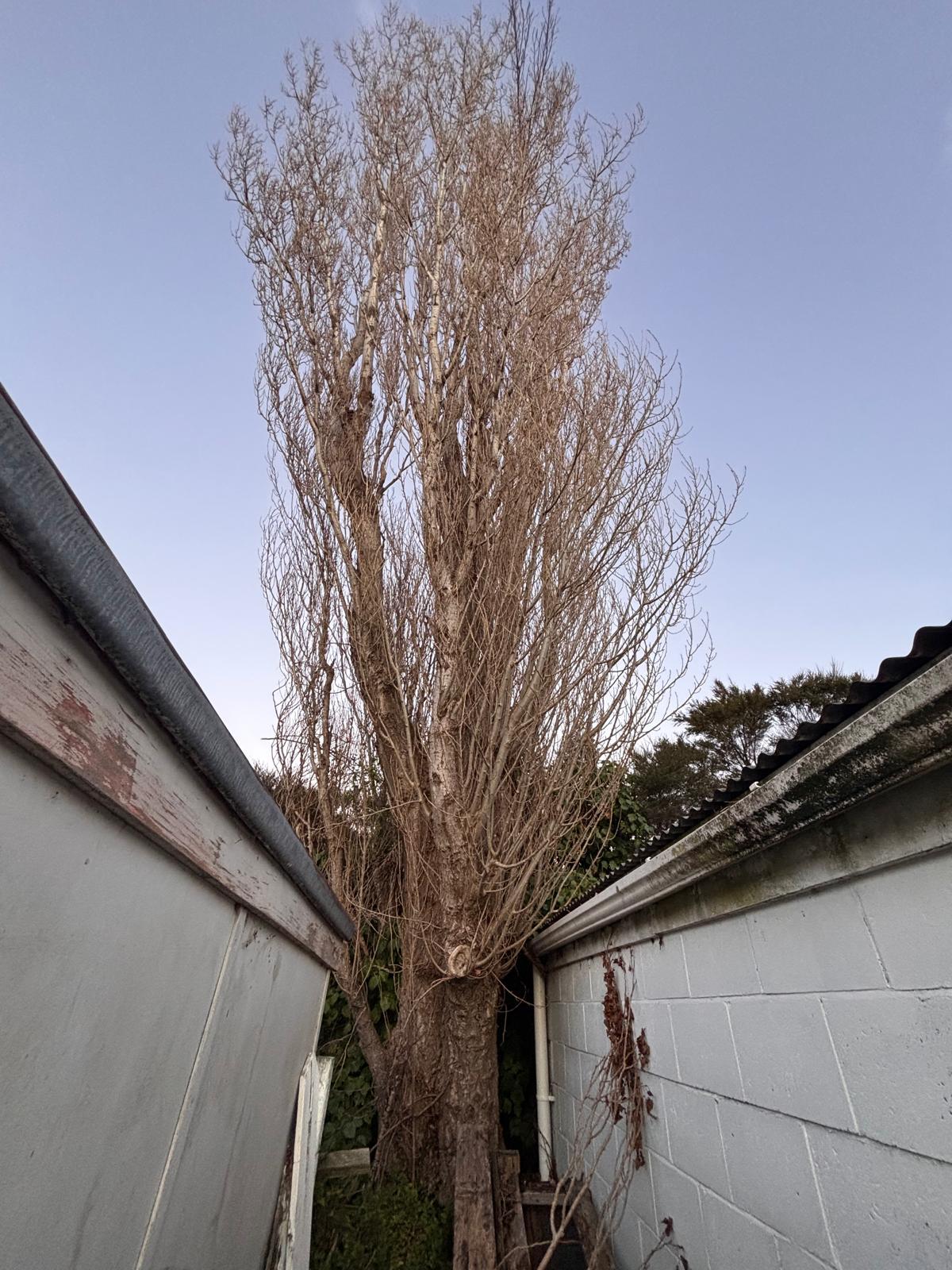 Poplar · before