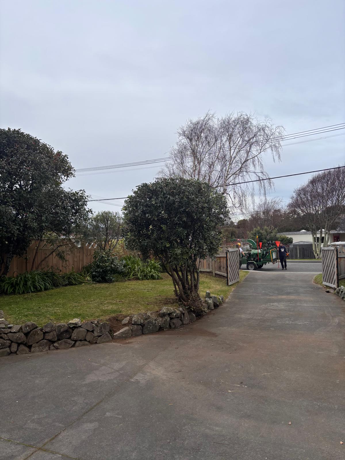 Arborist Consultation