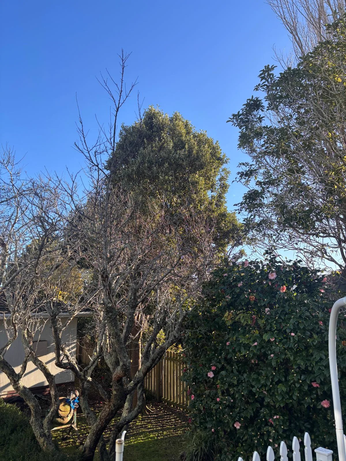 Backyard tree canopy in winter