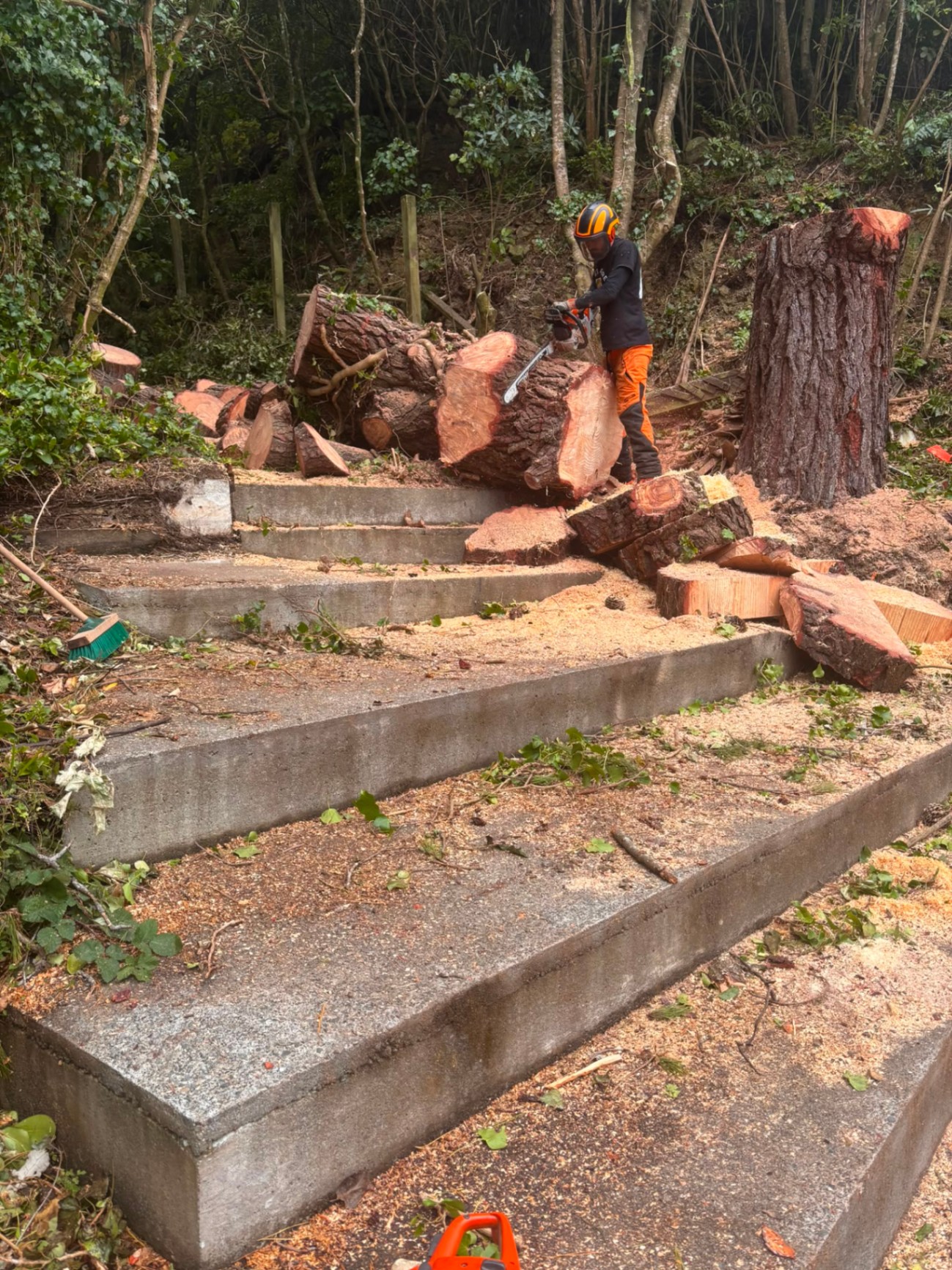 Pine cut-up · steps